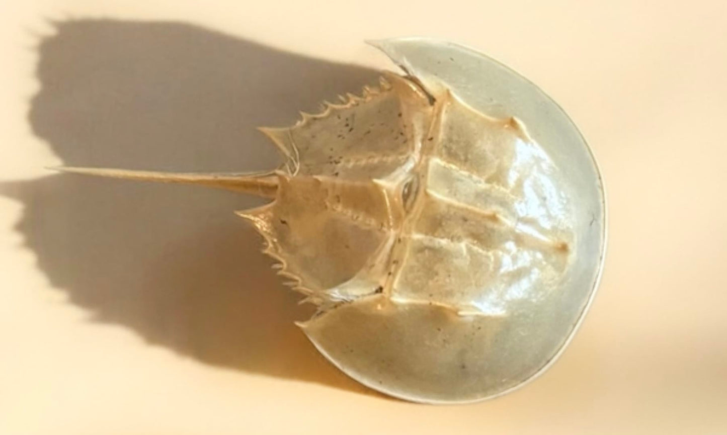 Baby Horseshoe Crab Molt