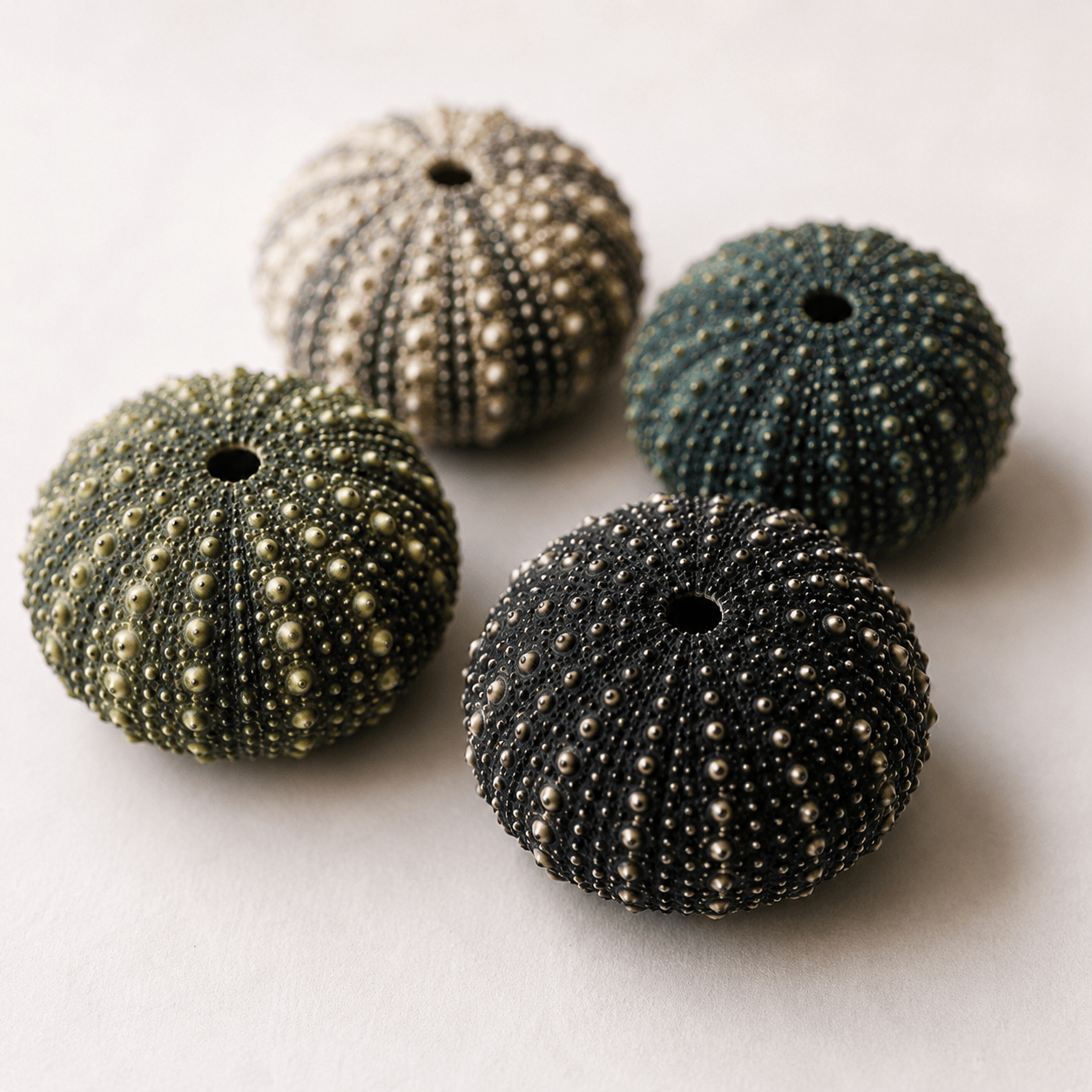 Baby Deepwater Sea Urchin