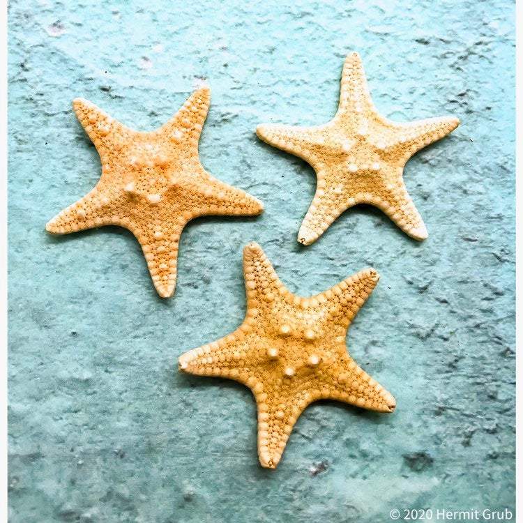 Knobby Starfish