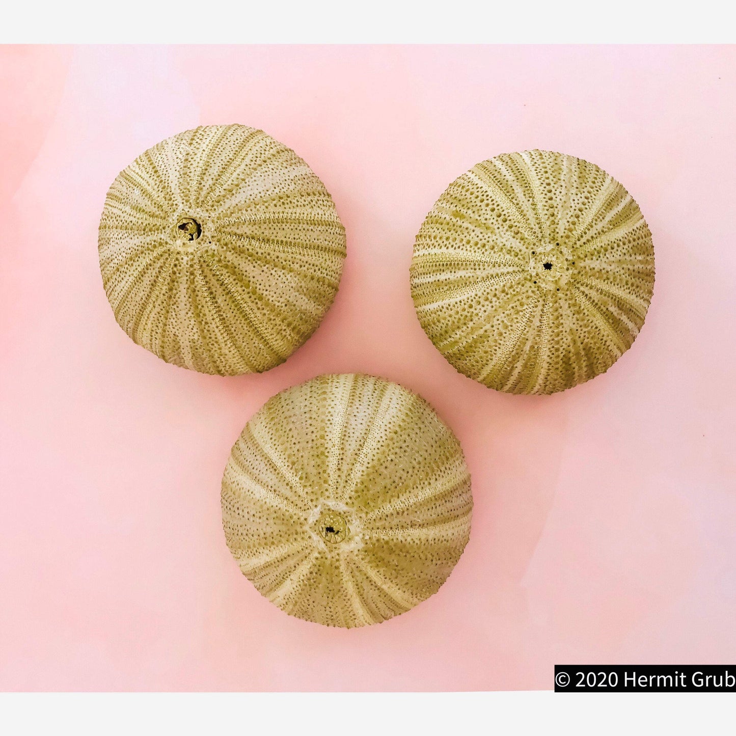 Green Sea Urchins, Large