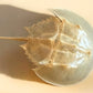Baby Horseshoe Crab Molt