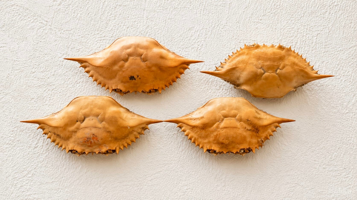 Blue Crab Shell (Whole)