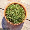 Sprout & Soil