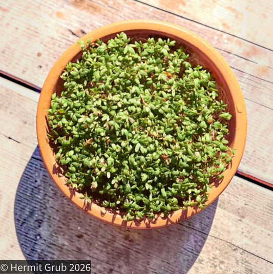 Sprout & Soil
