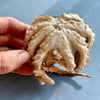 Freeze-Dried Whole Octopus for Hermit Crabs