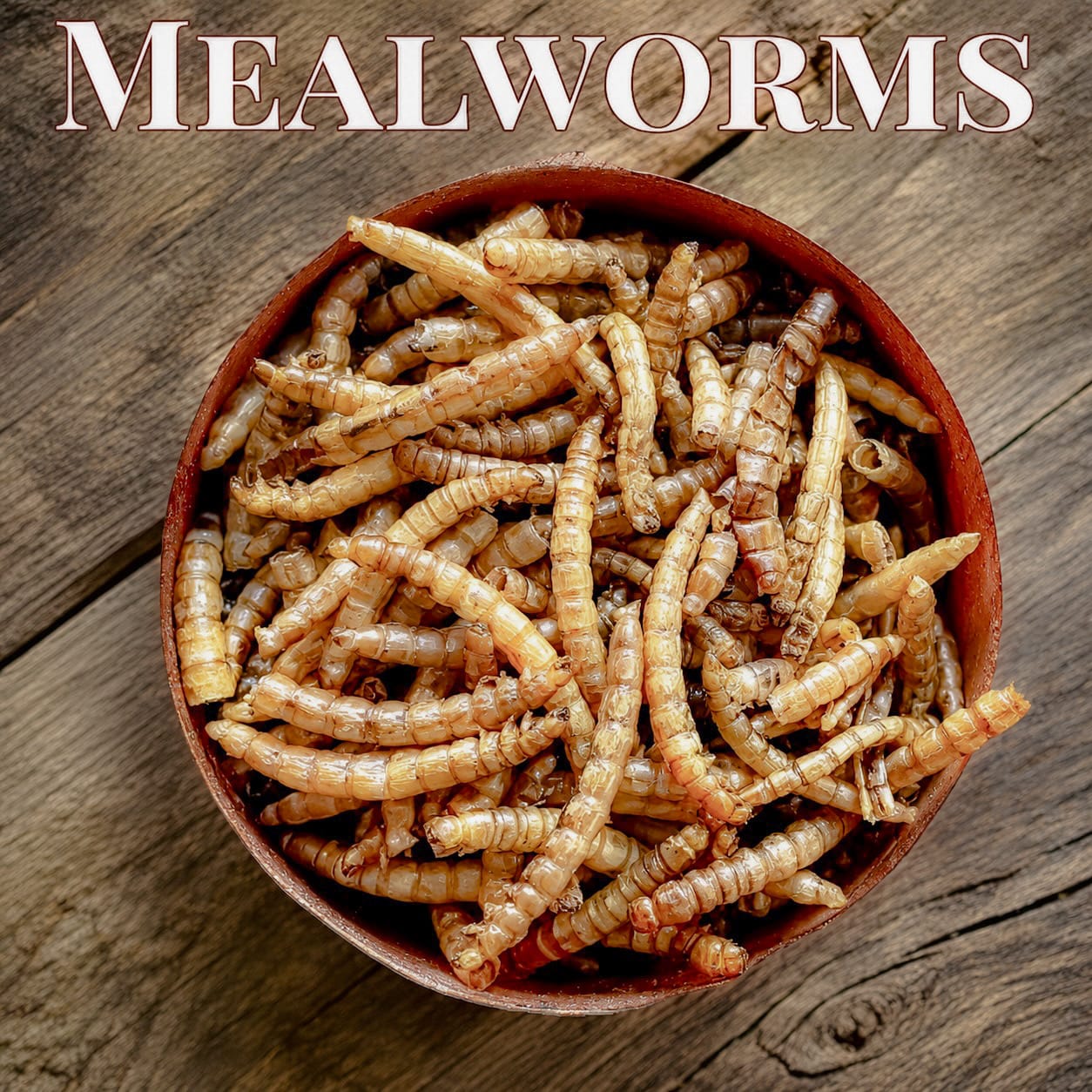 Mealworms