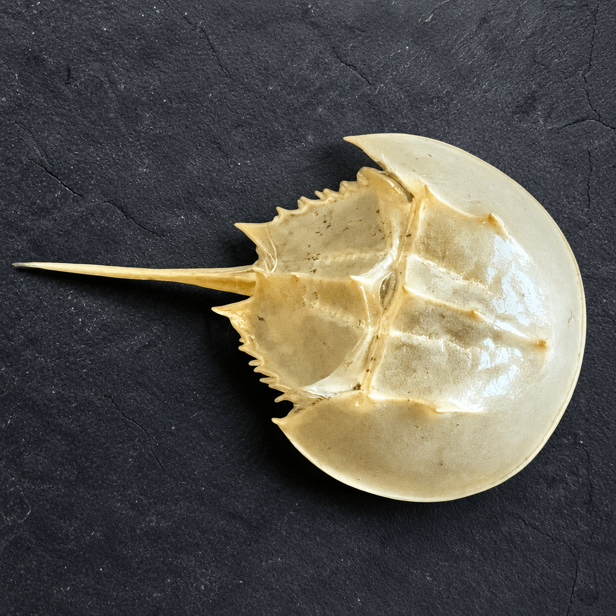 Horseshoe Crab Molt