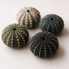 Baby Deepwater Sea Urchin