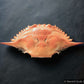 Blue Crab Shell (Whole)