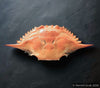 Blue Crab Shell (Whole)