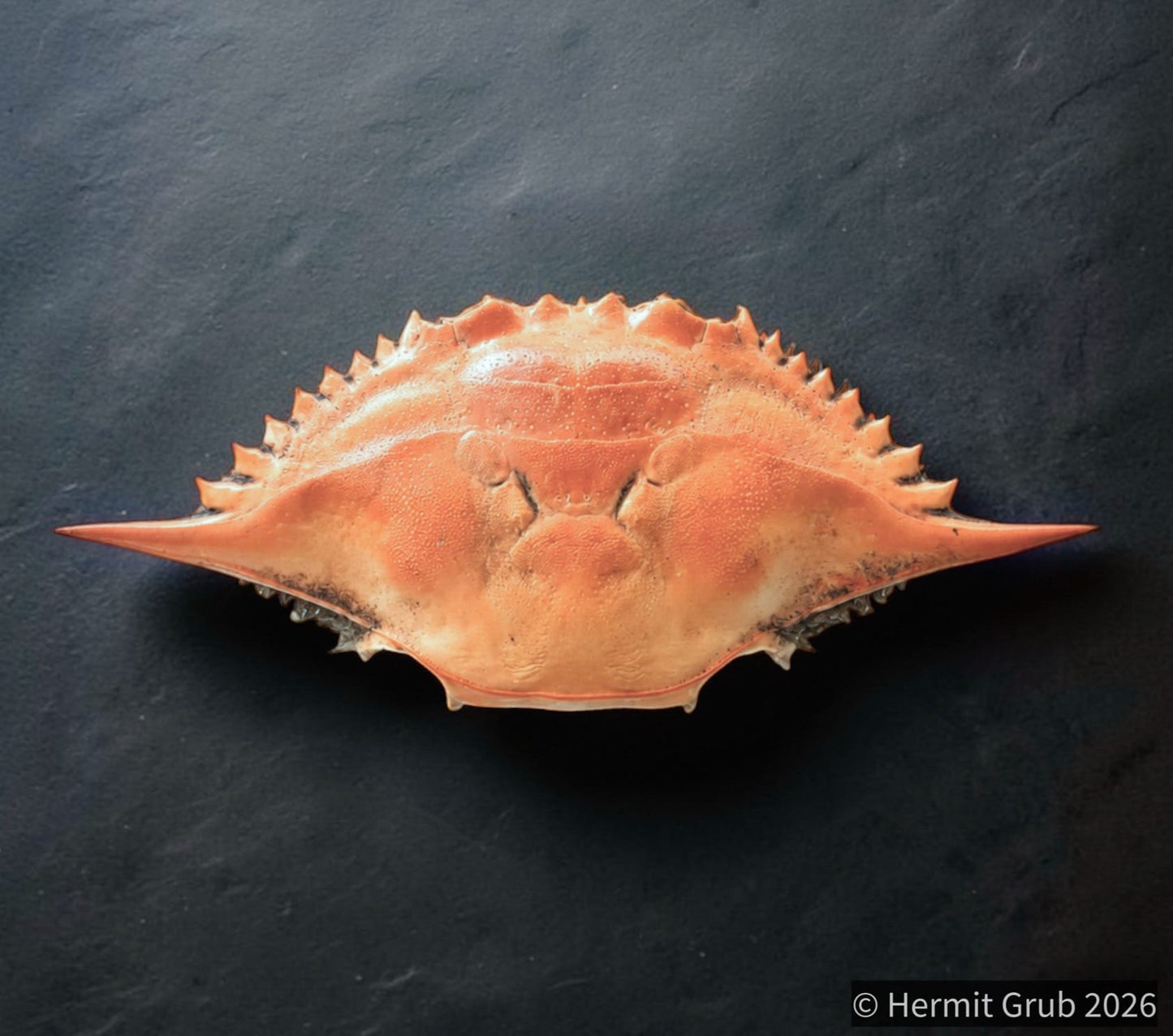 Blue Crab Shell (Whole)
