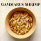 Gammarus Shrimp