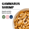 Gammarus Shrimp