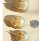 Baby Horseshoe Crab Molt