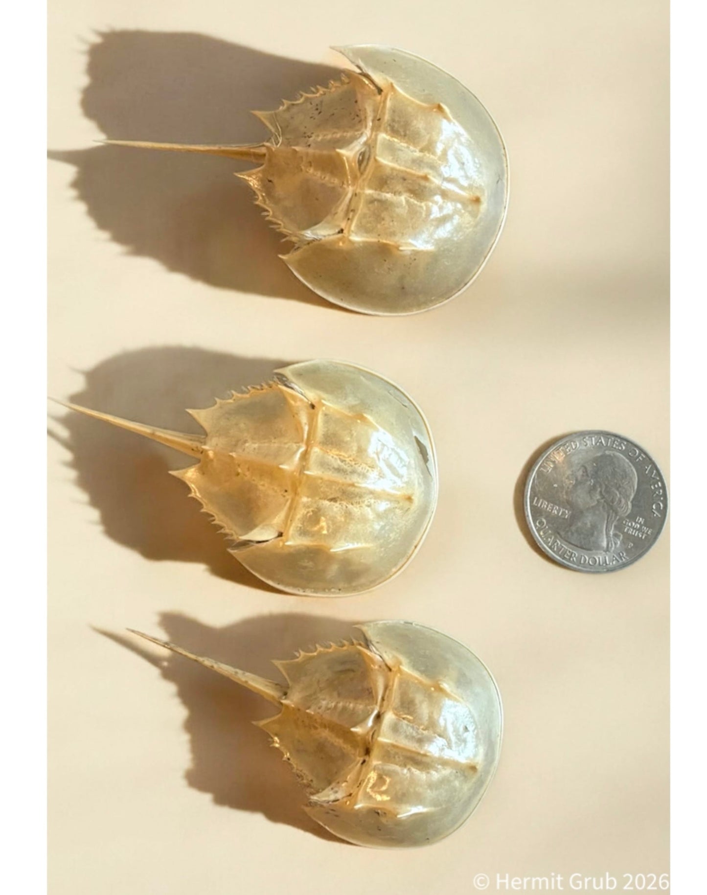 Baby Horseshoe Crab Molt