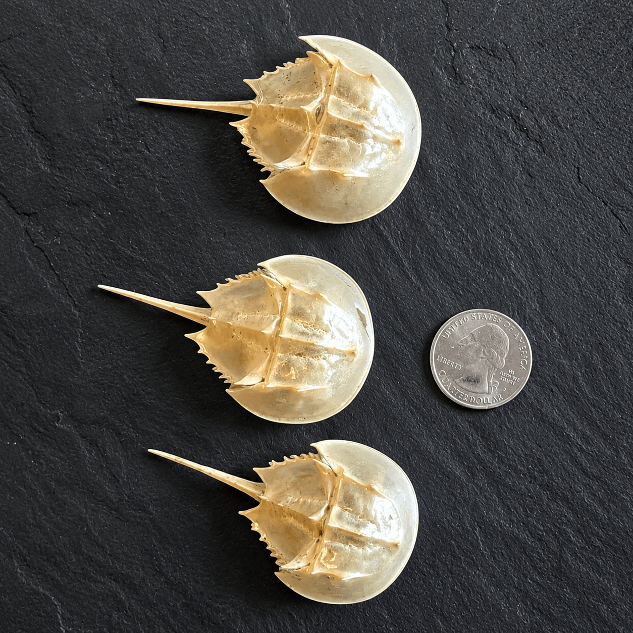 Horseshoe Crab Molt