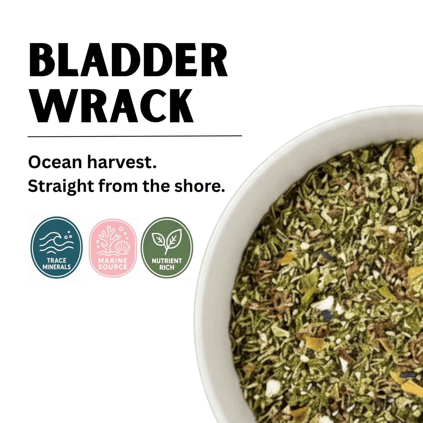 Bladderwrack Seaweed