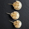 Horseshoe Crab Molt