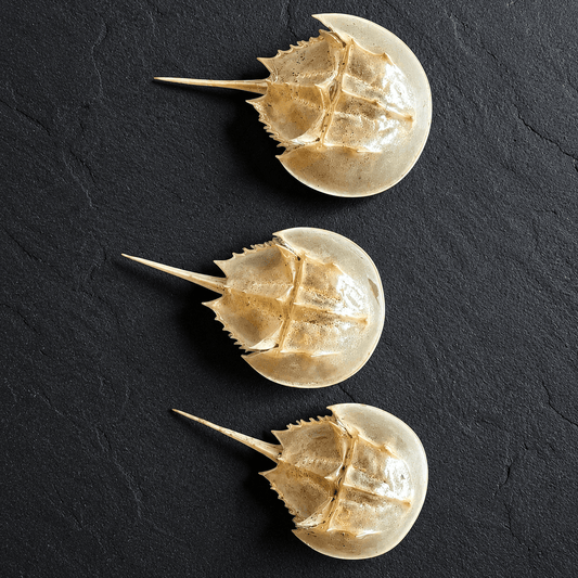 Horseshoe Crab Molt