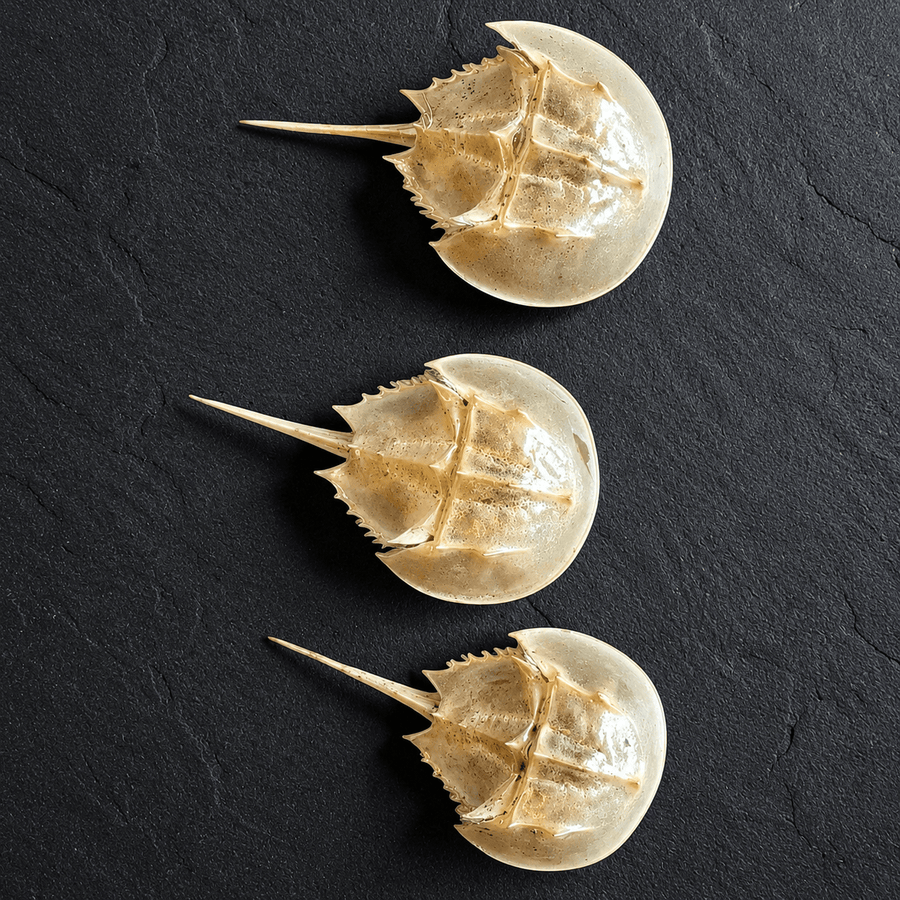 Horseshoe Crab Molt