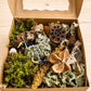 Woodland Forager Box