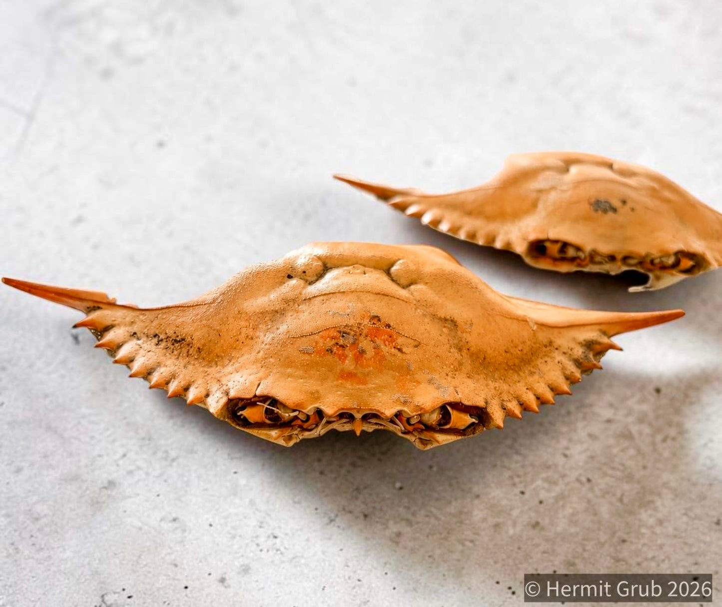 Blue Crab Shell (Whole)