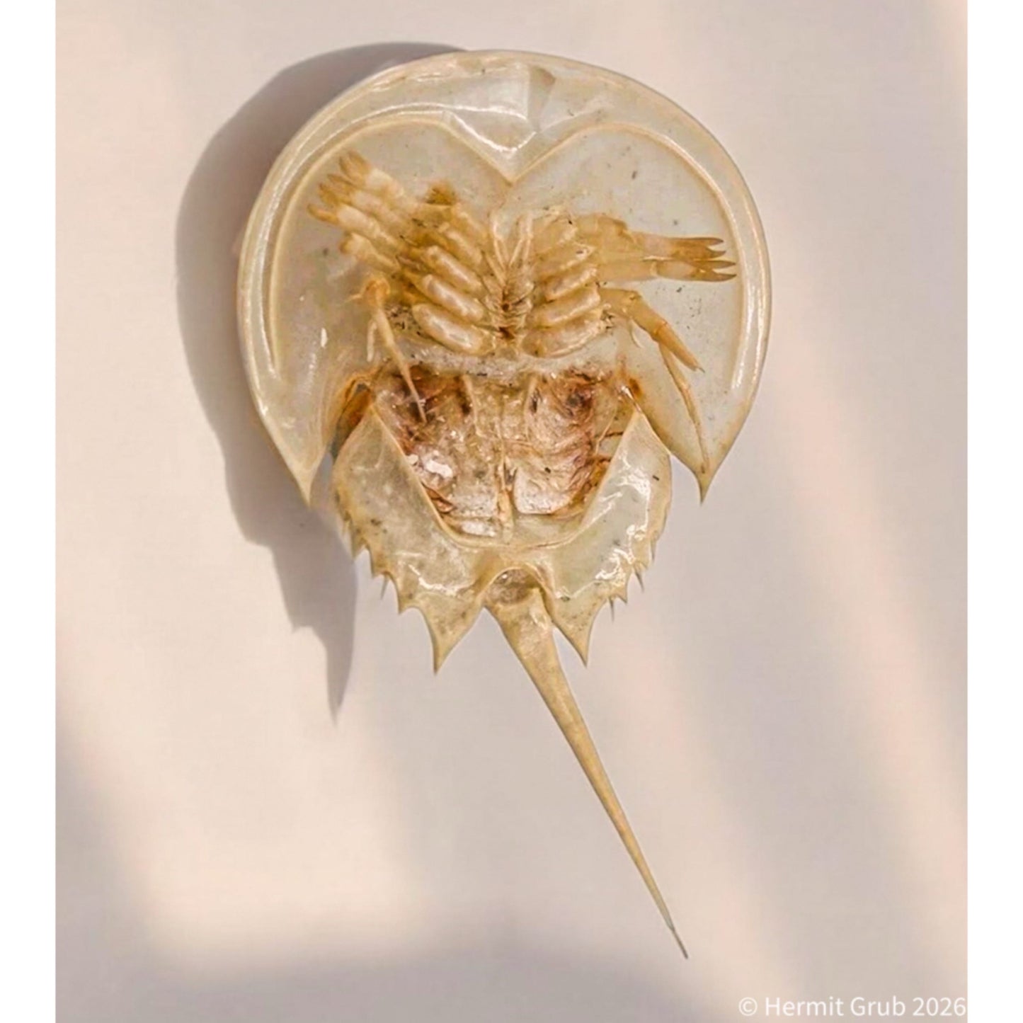 Baby Horseshoe Crab Molt