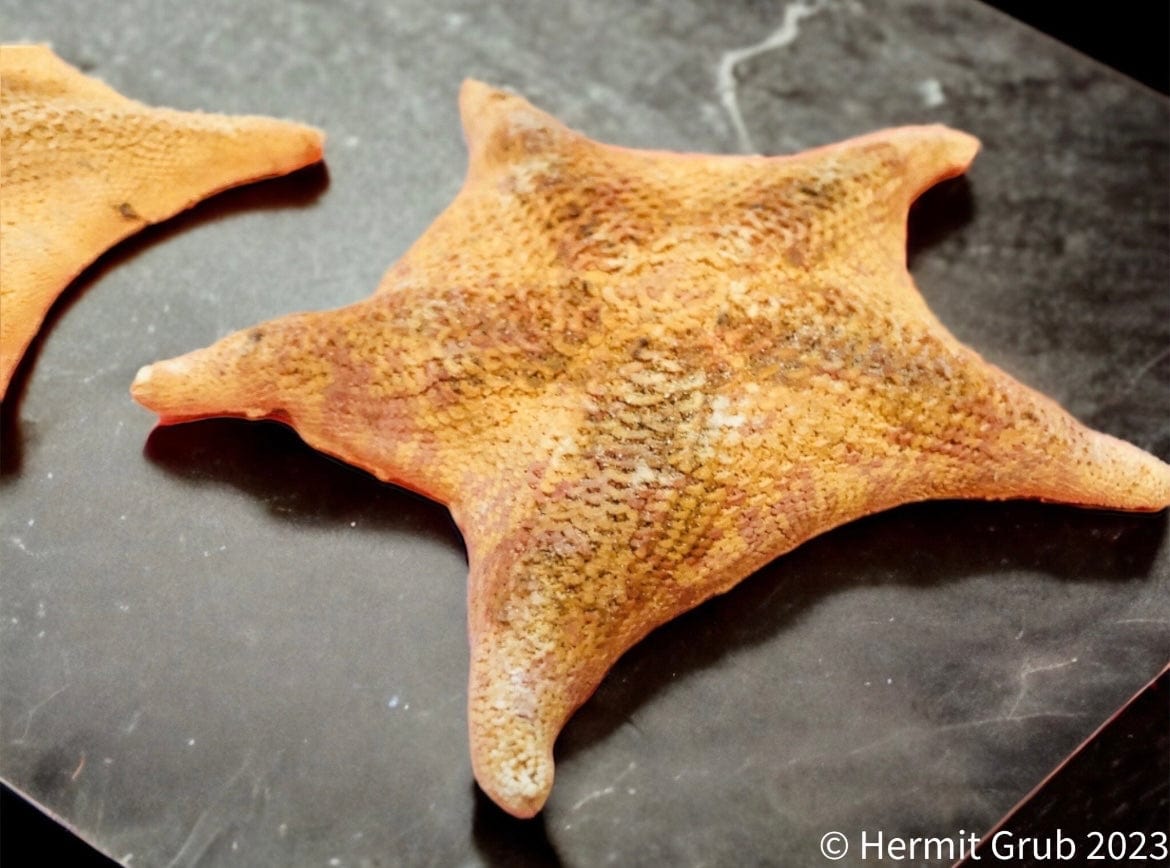 Bat Starfish