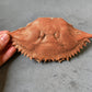Blue Crab Shell (Whole)