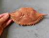 Blue Crab Shell (Whole)