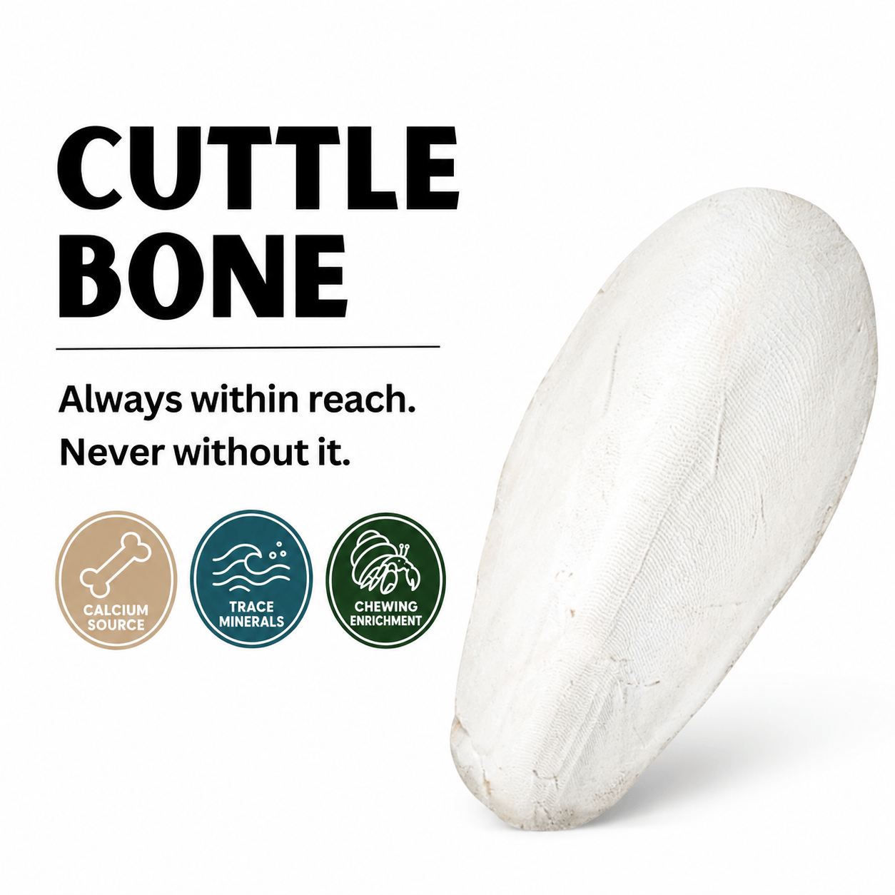Cuttlebone | Natural Calcium Source