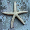 Blue Starfish