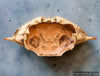 Blue Crab Shell (Whole)