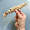 Freeze-Dried Whole Squid