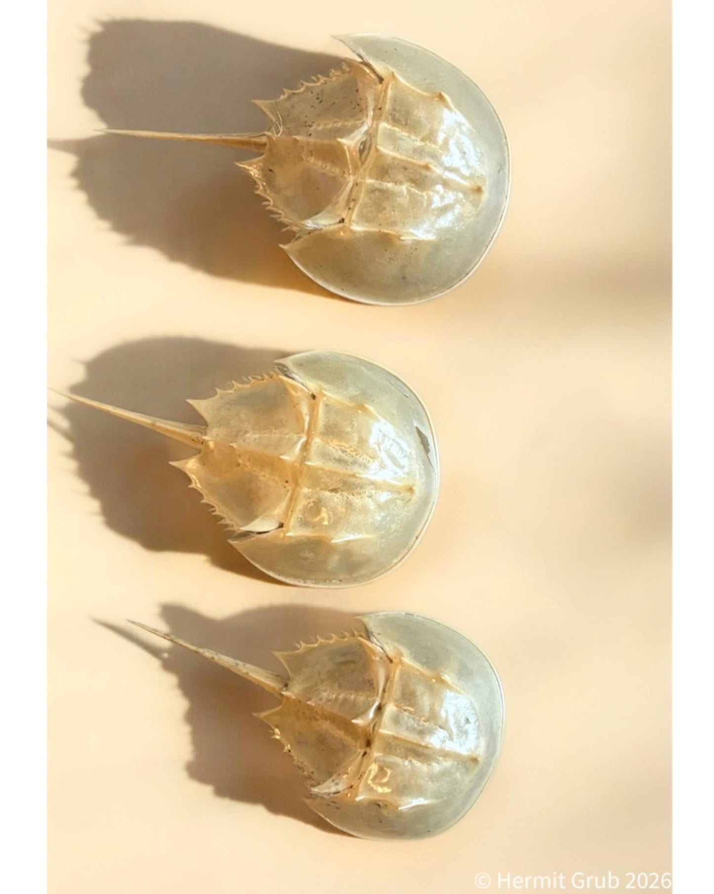 Baby Horseshoe Crab Molt