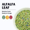 Alfalfa Leaf
