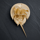 Horseshoe Crab Molt