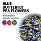 Blue Butterfly Pea Flower
