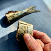 Freeze-Dried Sardines