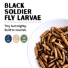 Black Soldier Fly Larvae