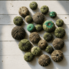 Baby Deepwater Sea Urchin