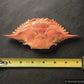 Blue Crab Shell (Whole)