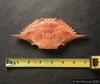 Blue Crab Shell (Whole)