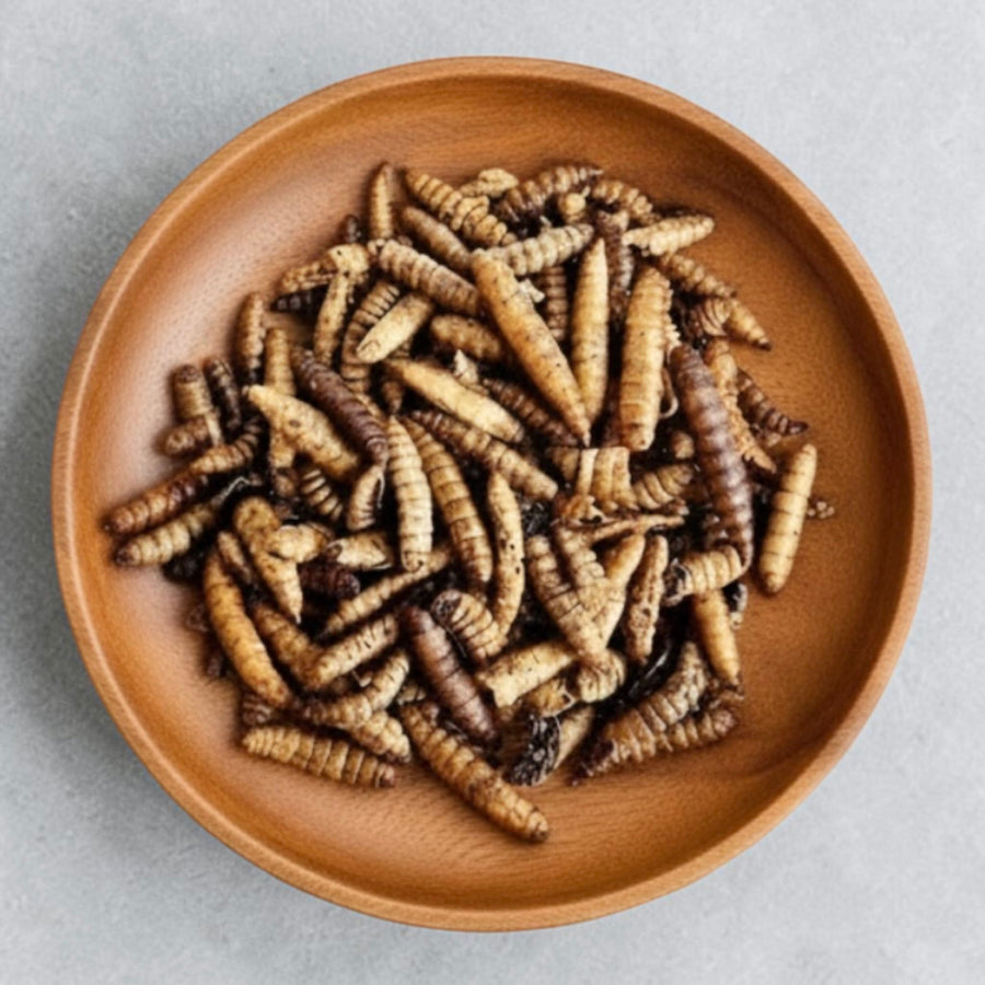 Black Soldier Fly Larvae