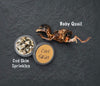 Haunted Grub Bundle