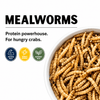 Mealworms
