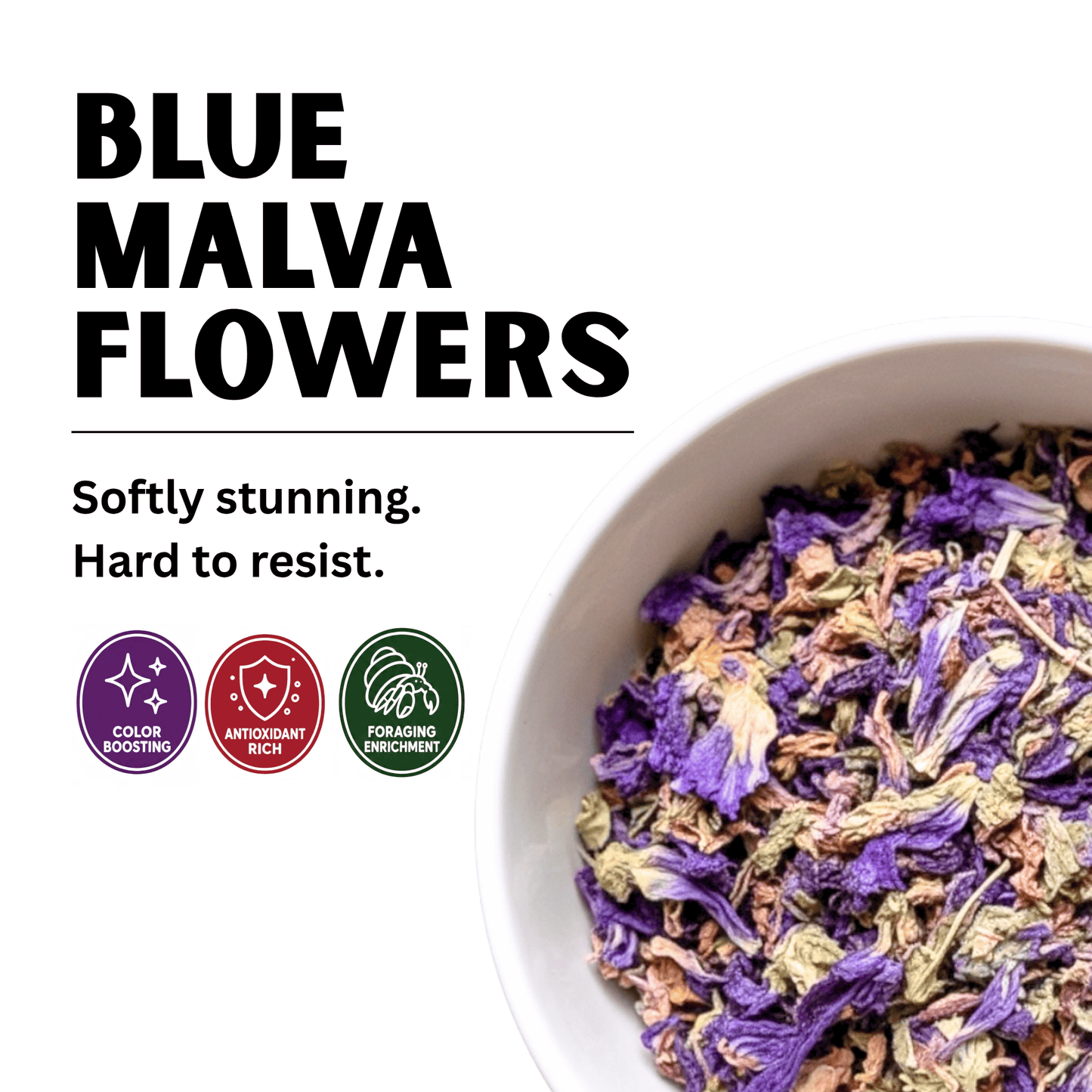 Blue Malva Flowers