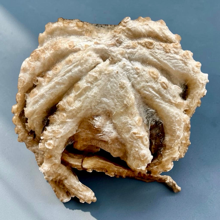 Freeze-Dried Whole Octopus for Hermit Crabs