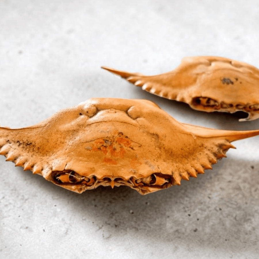 Blue Crab Shell (Whole)