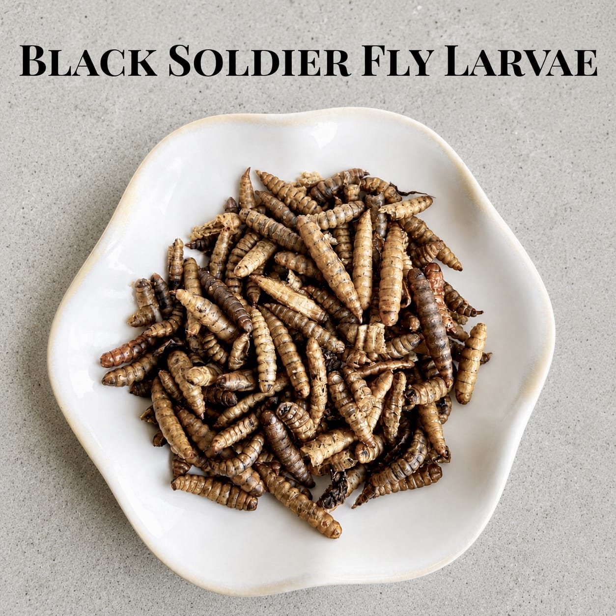 Black Soldier Fly Larvae